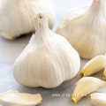 Top Quality New White Garlic Price